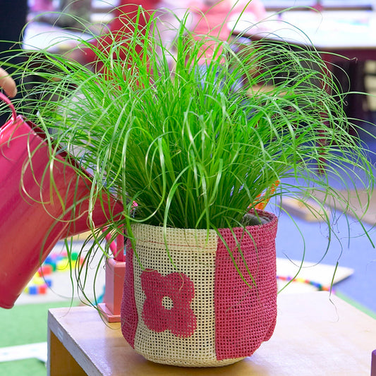 Cyperus alternifolius Zumula (12cm) V2