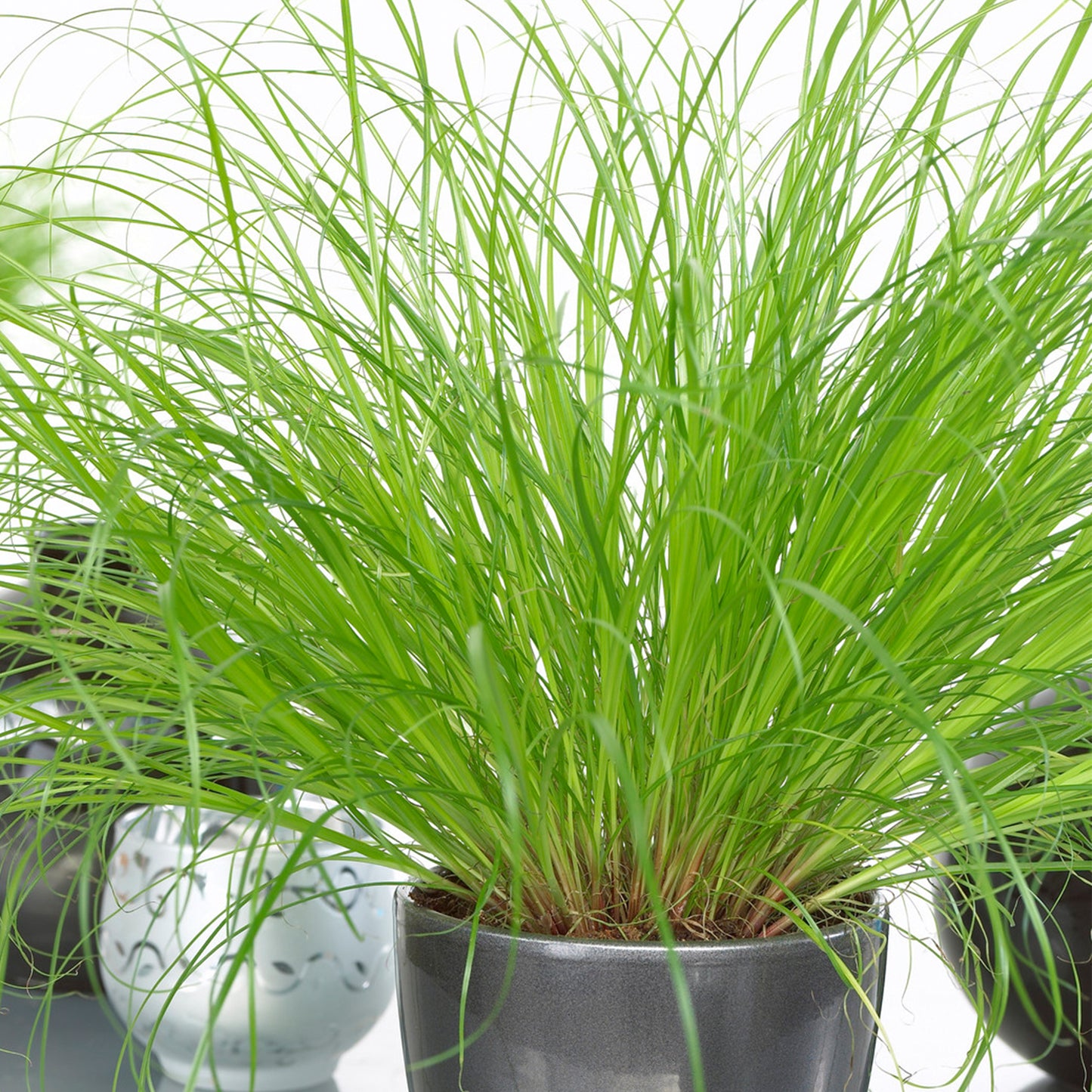 Cyperus alternifolius Zumula (12cm) V3