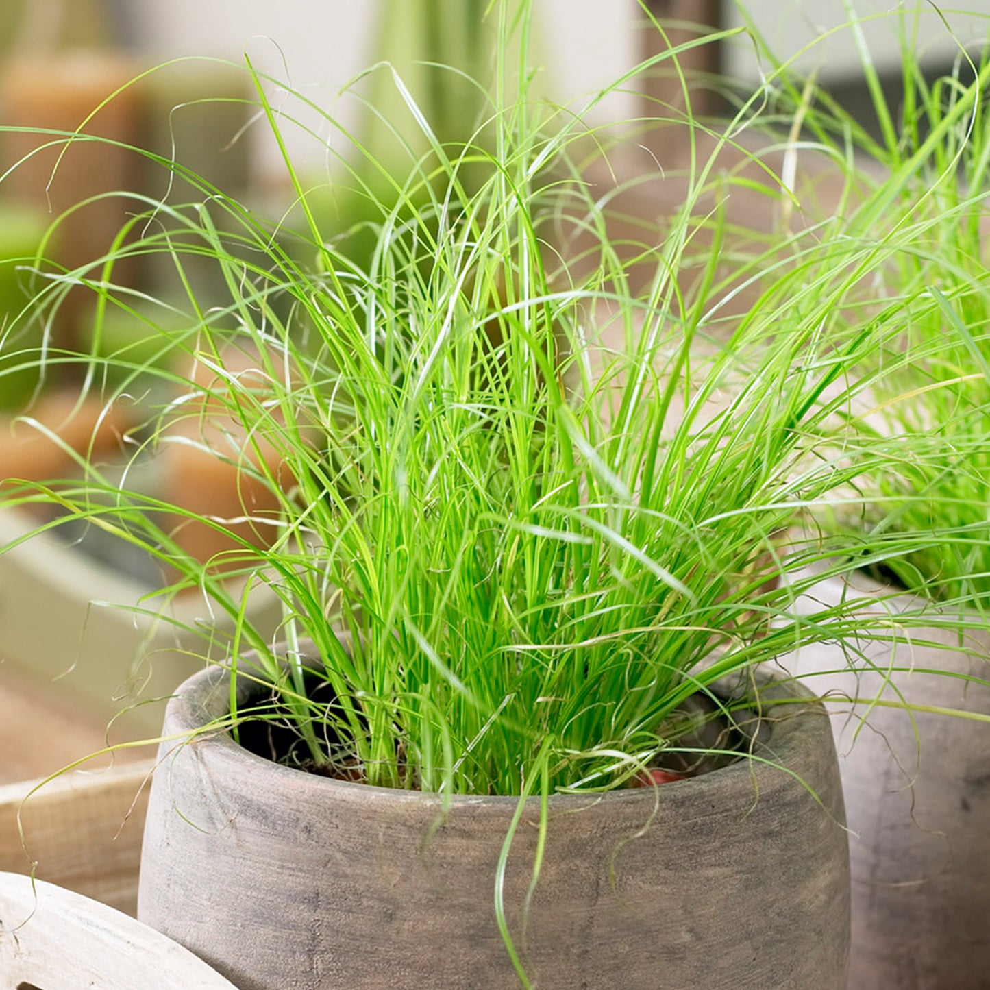 Cyperus alternifolius Zumula (12cm) V4