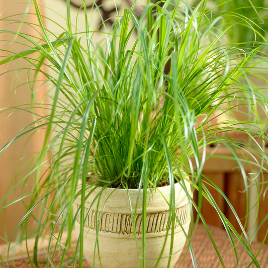 Cyperus alternifolius Zumula (12cm) V5