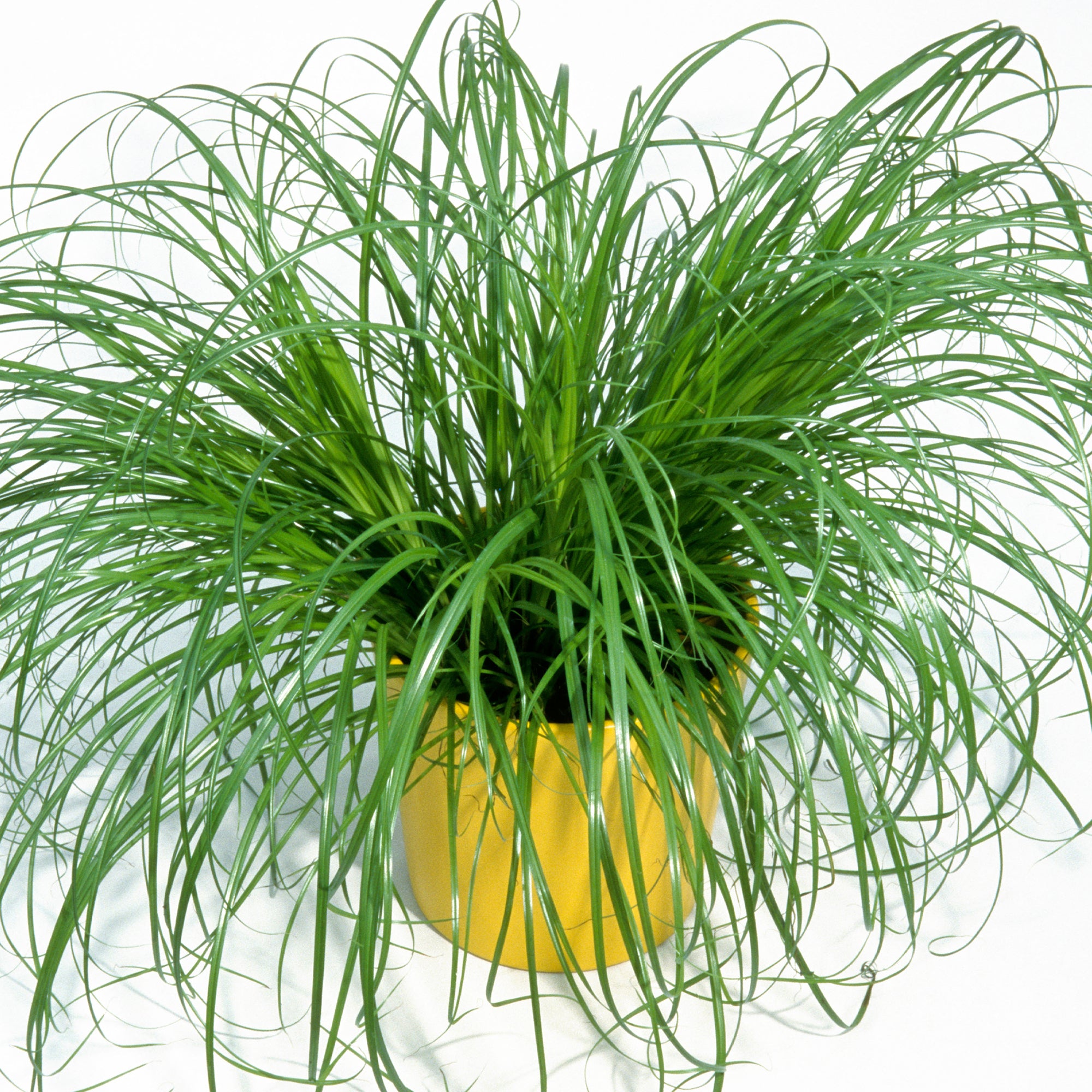 Cyperus alternifolius Zumula 12cm V7 247plants