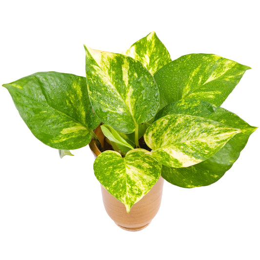 Epipremnum pinnatum Aureum (15cm) V1