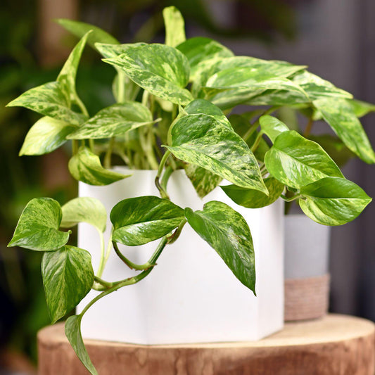 Epipremnum pinnatum Aureum (15cm) V2