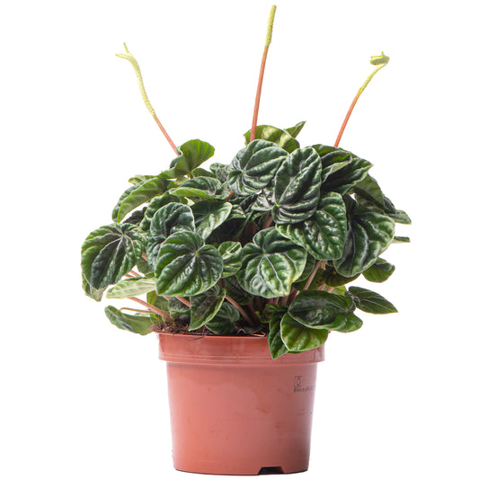 Peperomia caperata Lilian