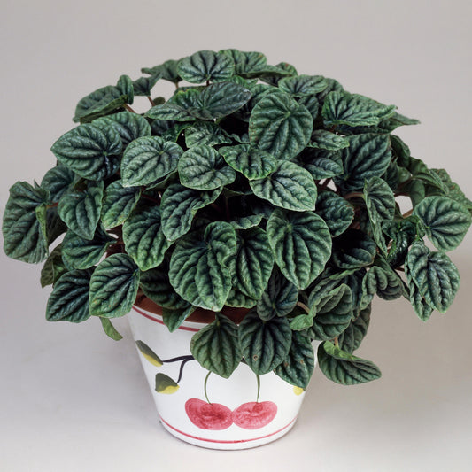 Peperomia caperata Lilian (12cm) V4