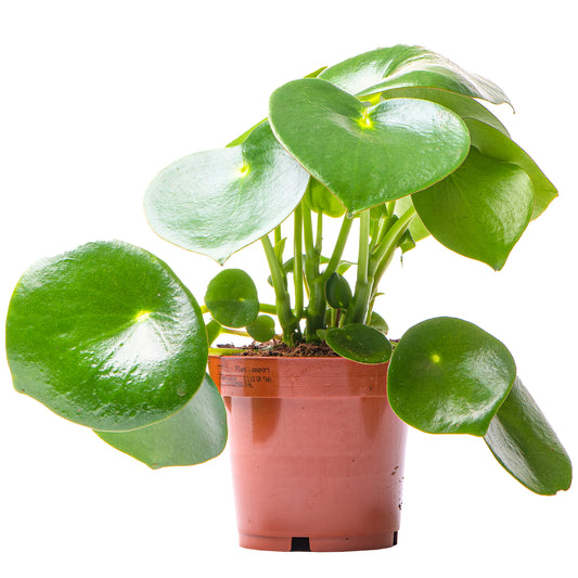 Peperomia polybotrya Raindrop