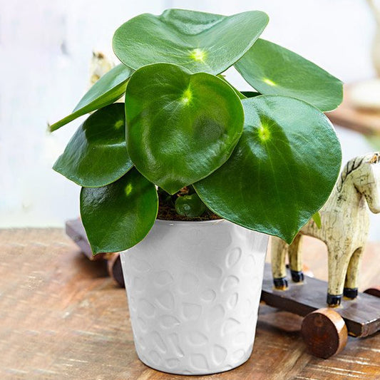 Peperomia polybotrya Raindrop (12cm) V1