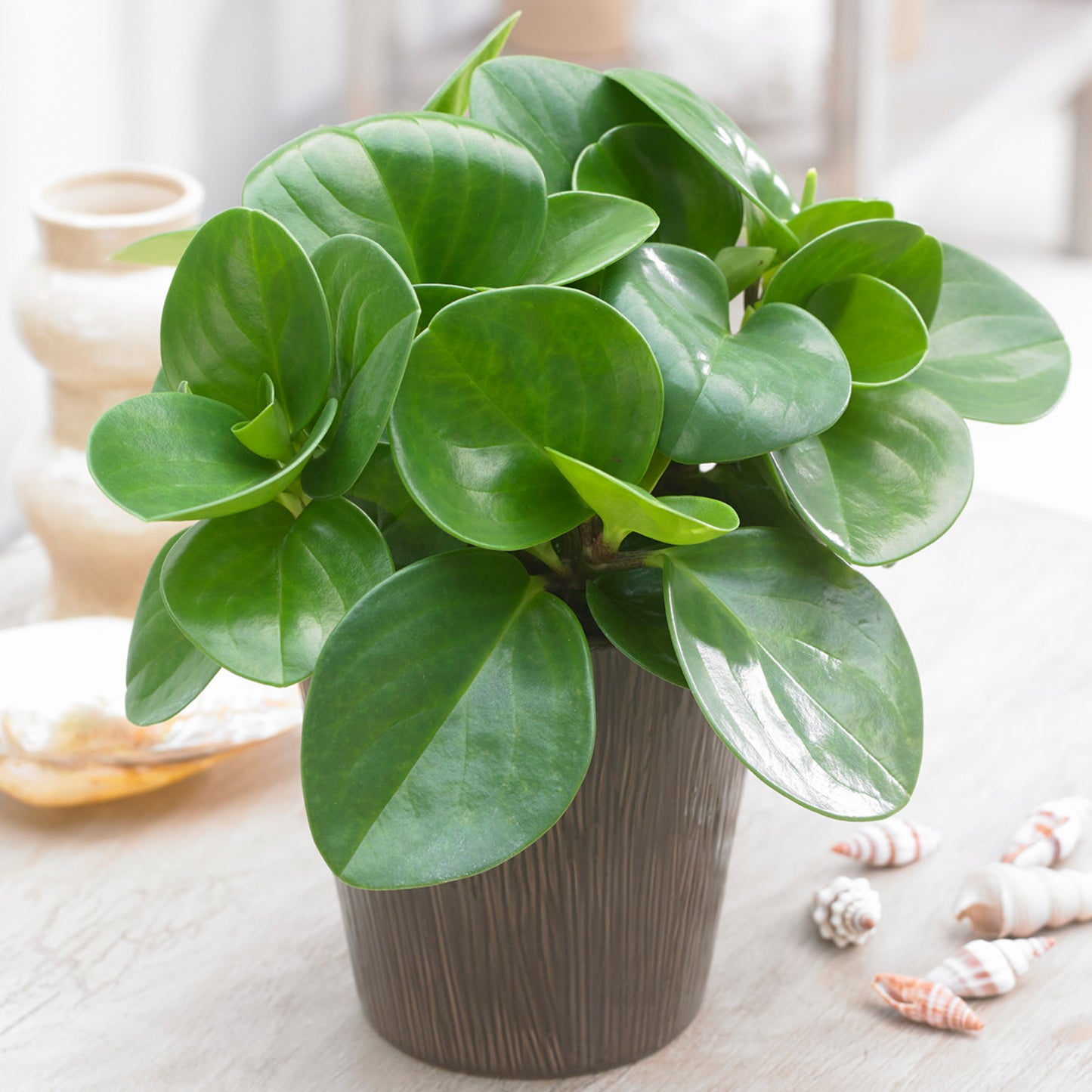 Peperomia polybotrya Raindrop (12cm) V2