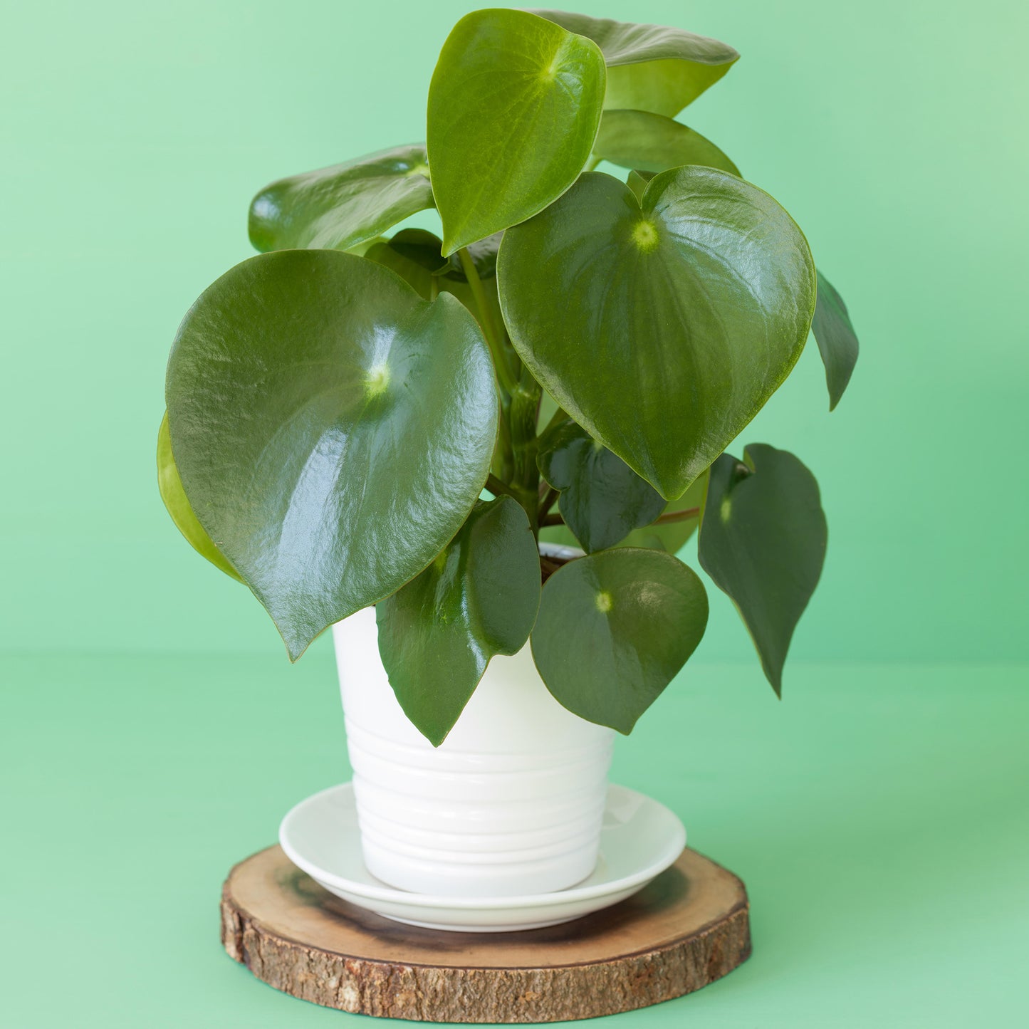 Peperomia polybotrya Raindrop (12cm) V4