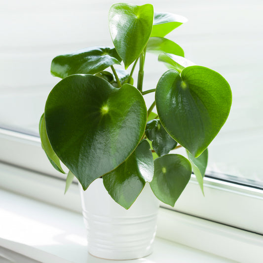 Peperomia polybotrya Raindrop (12cm) V6