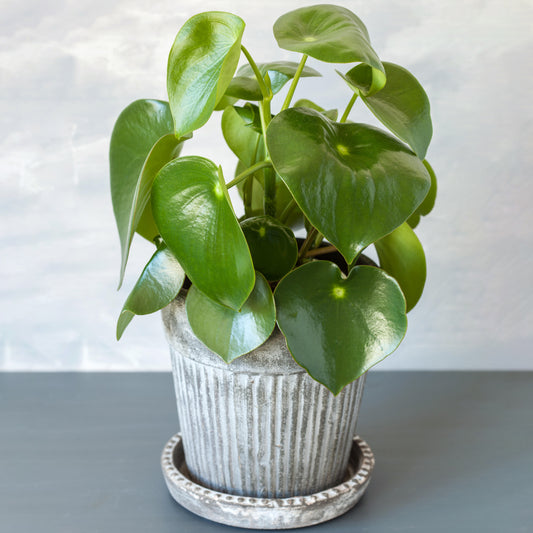 Peperomia polybotrya Raindrop (12cm) V7