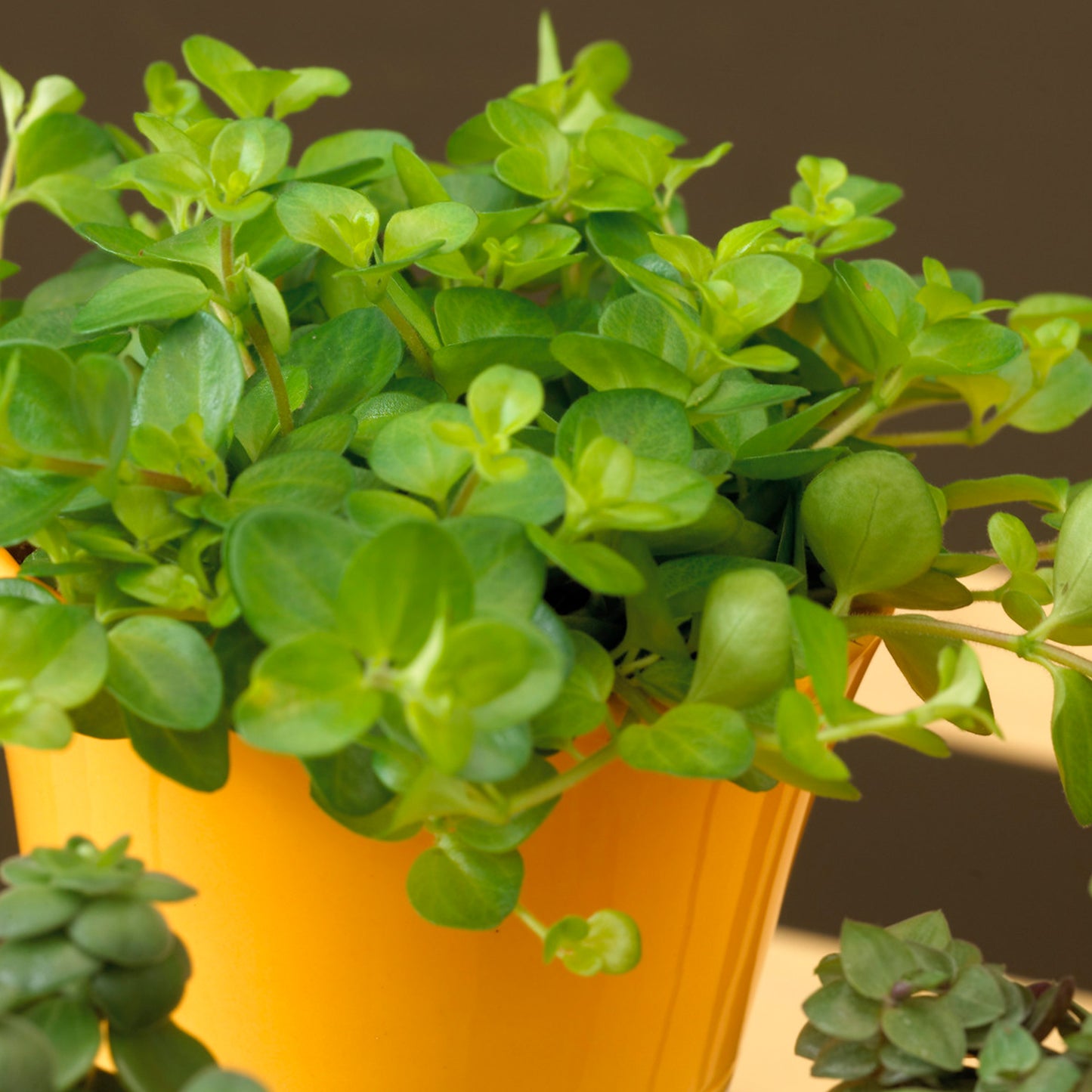 Peperomia rotundifolia (12cm) V3