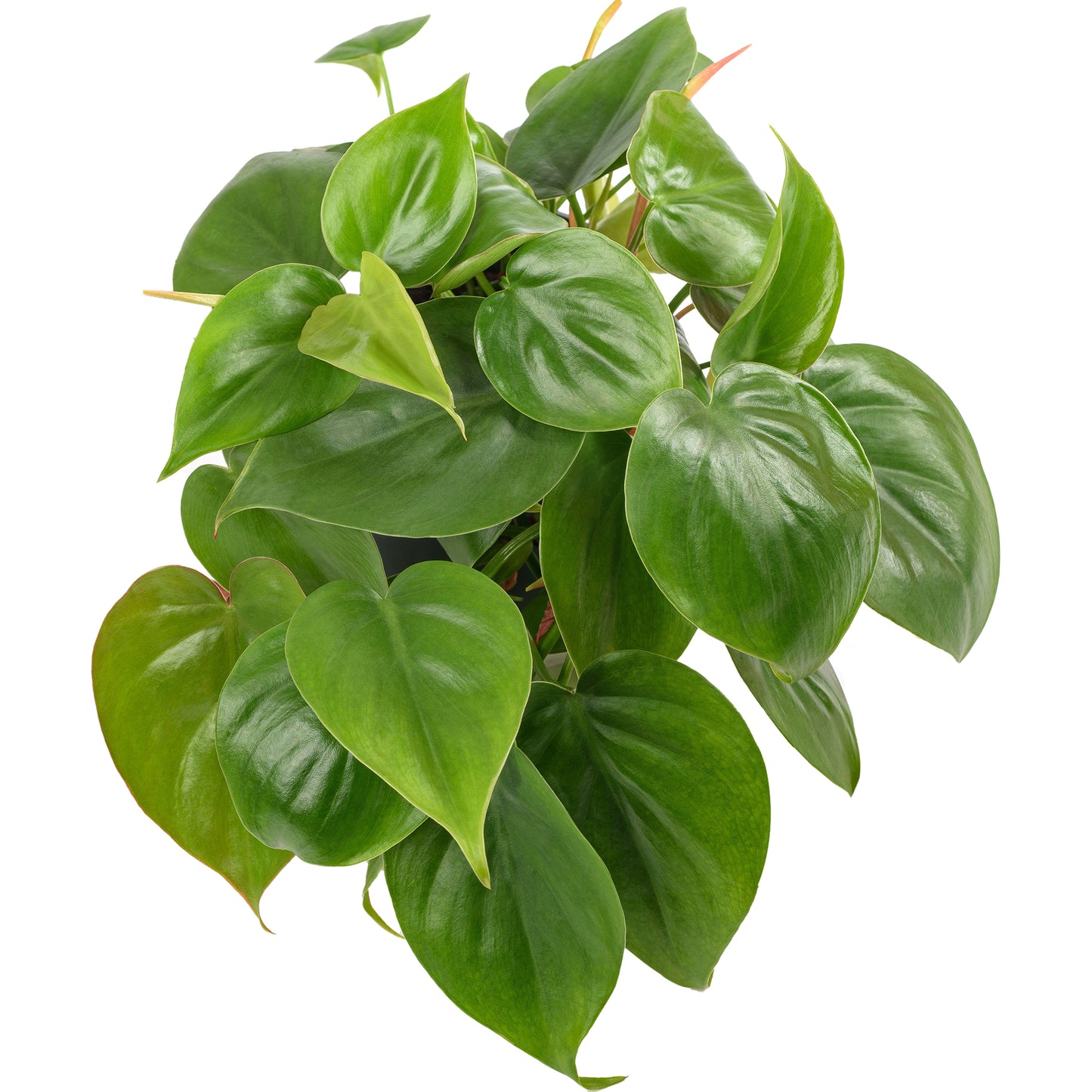 Philodendron scandens (15cm) V1