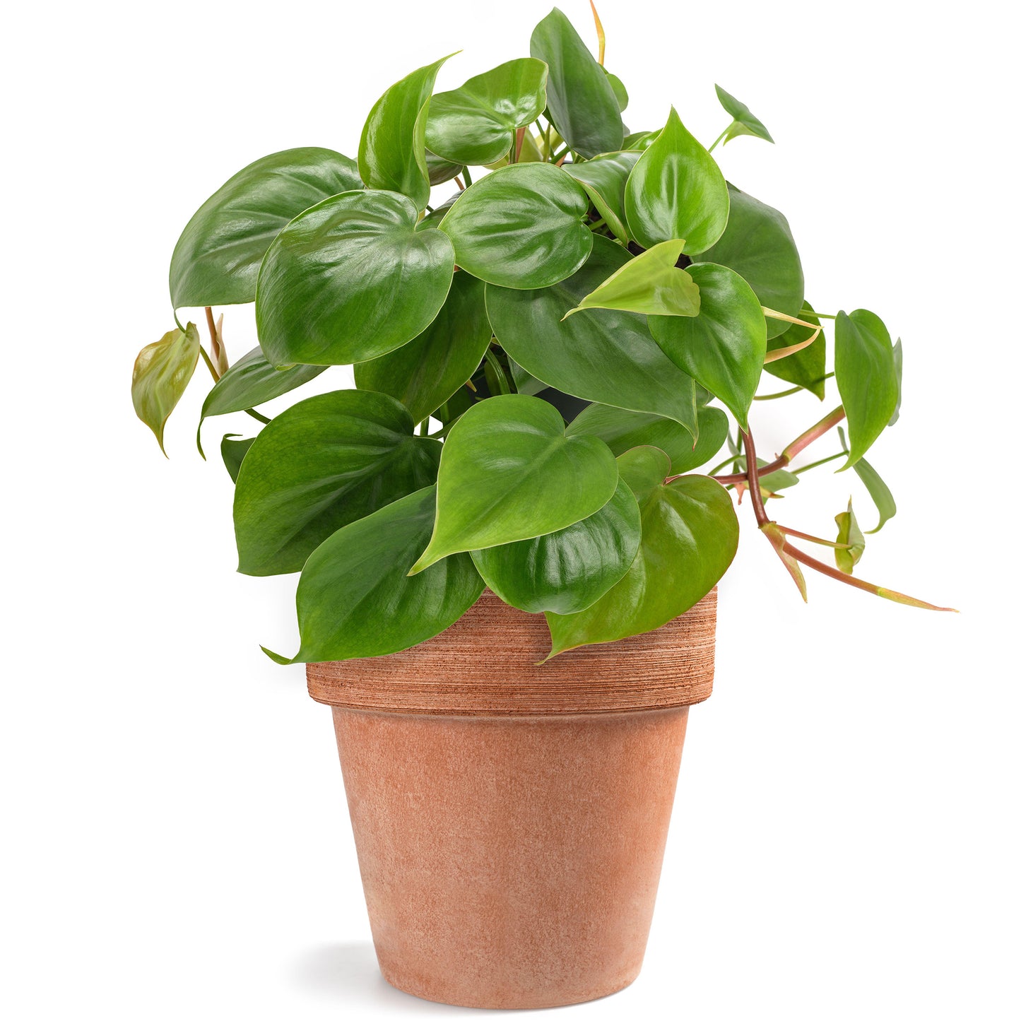 Philodendron scandens (15cm) V2