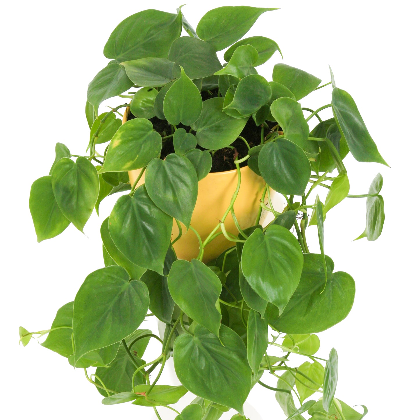 Philodendron scandens (15cm) V4