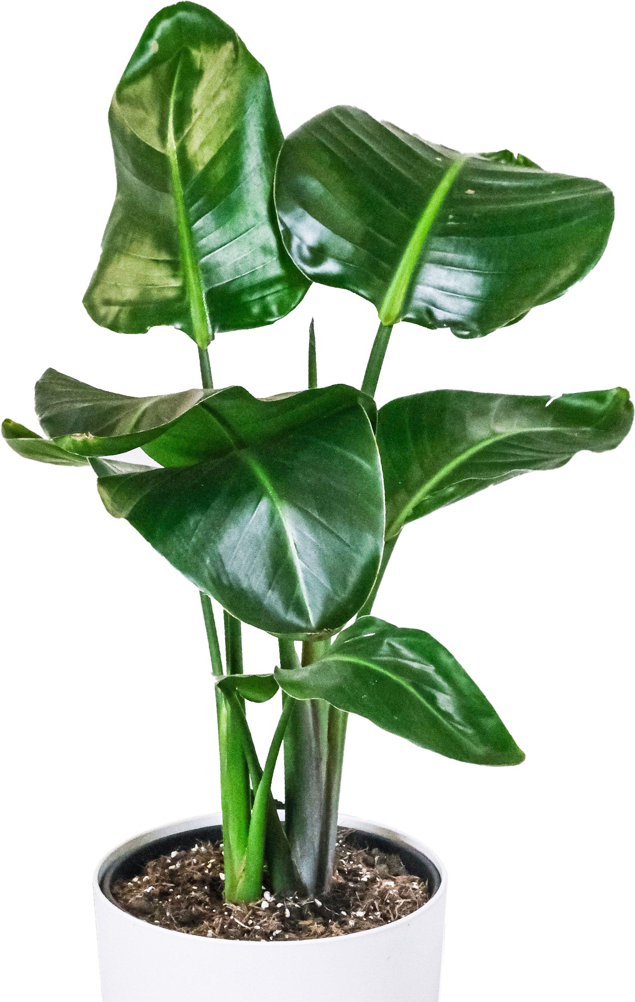 Strelitzia nicolai (13cm) V1