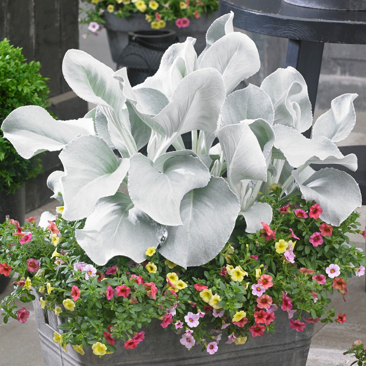 Senecio Angel Wings (9cm)