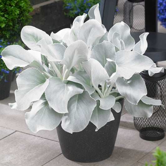 Senecio Angel Wings (9cm)