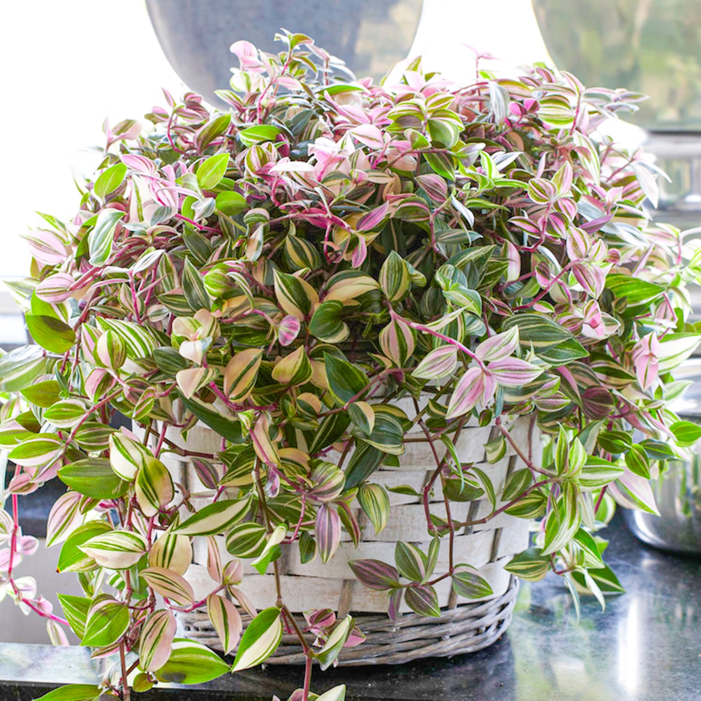 Tradescantia Quadricolor (12cm) V2