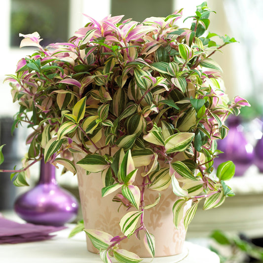 Tradescantia Quadricolor (12cm) V3