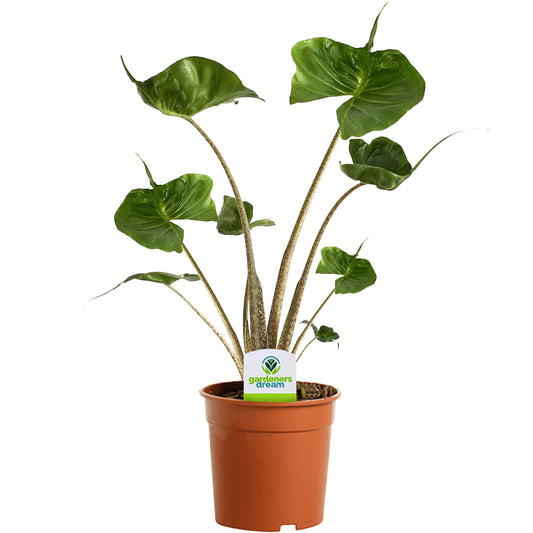Alocasia Stingray