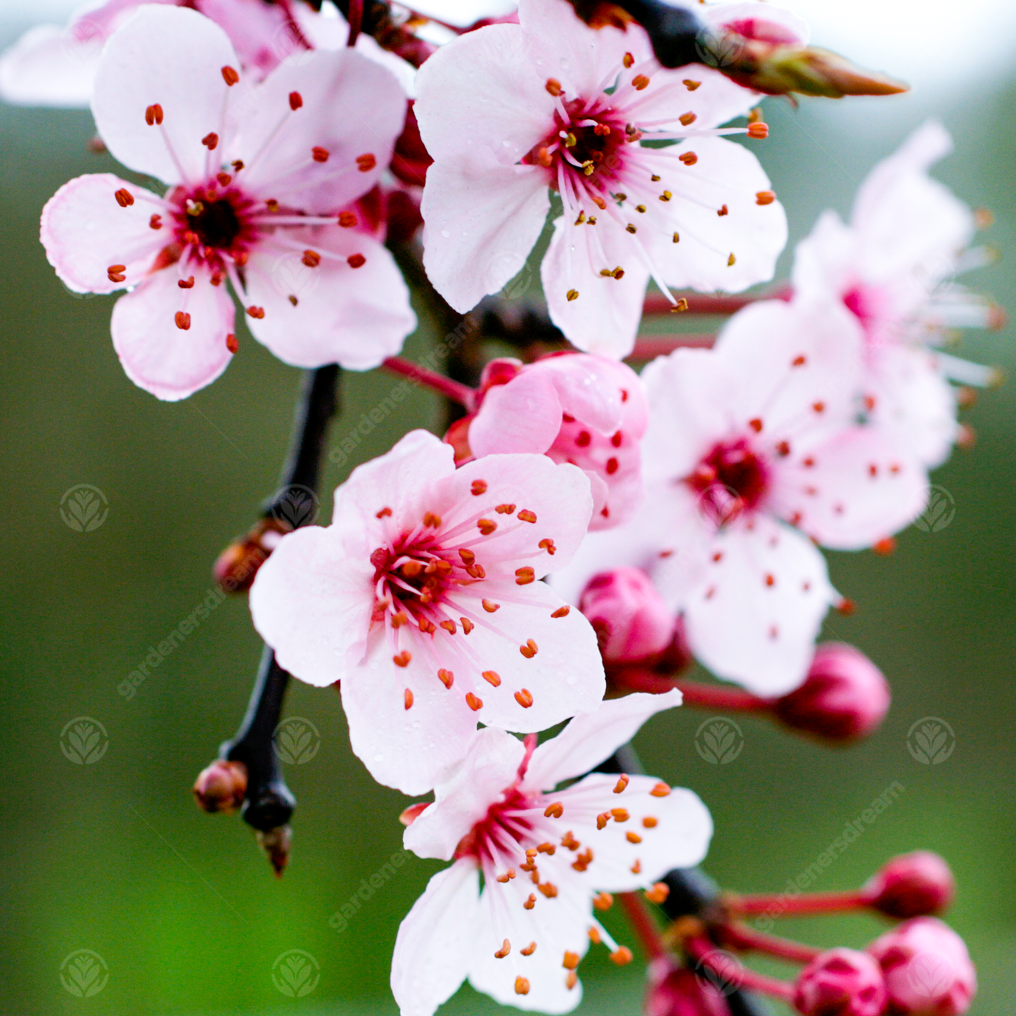 Prunus Pissardii Nigra Tree (12L, 5-6ft)