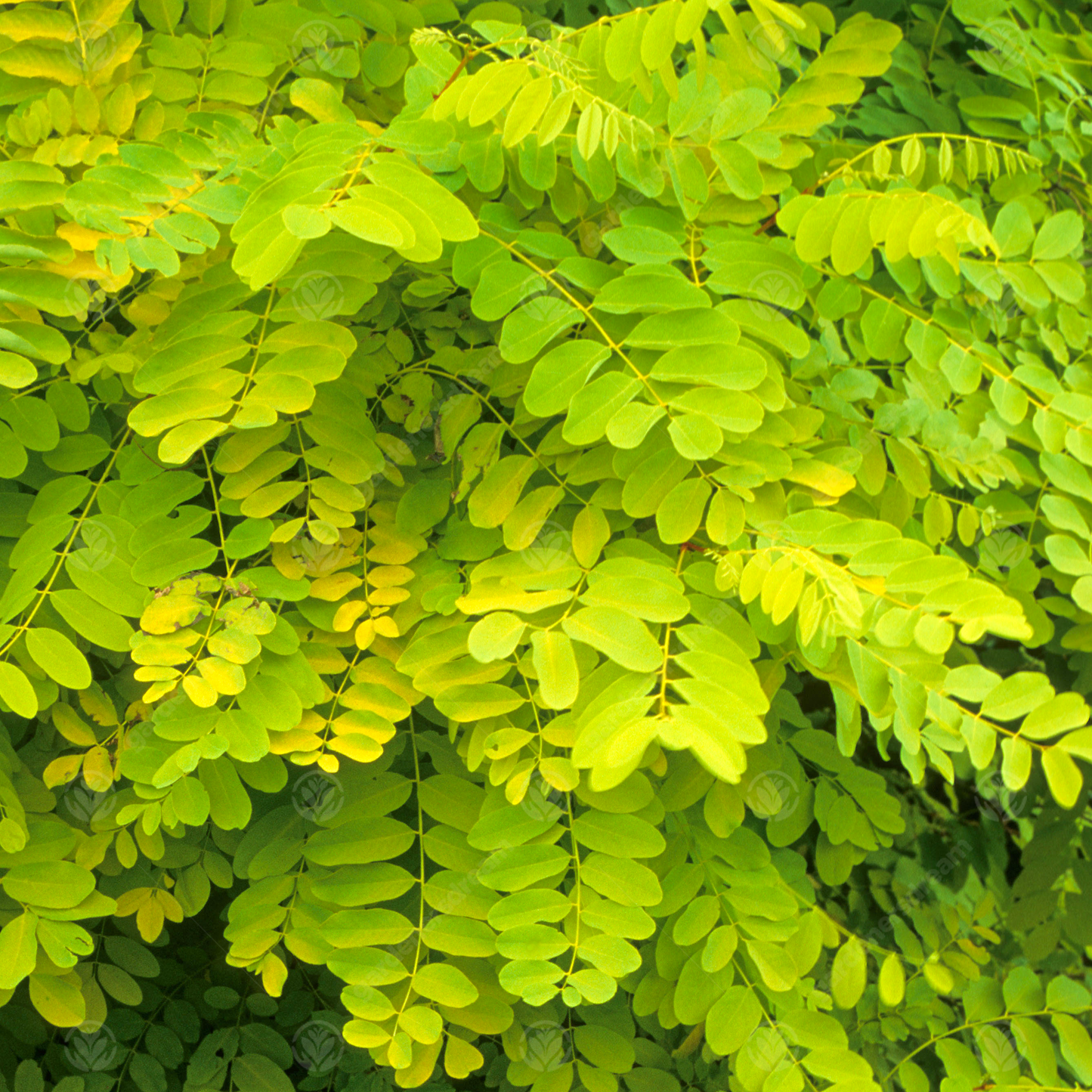 Robinia Frisia Tree (12L, 5-6ft)