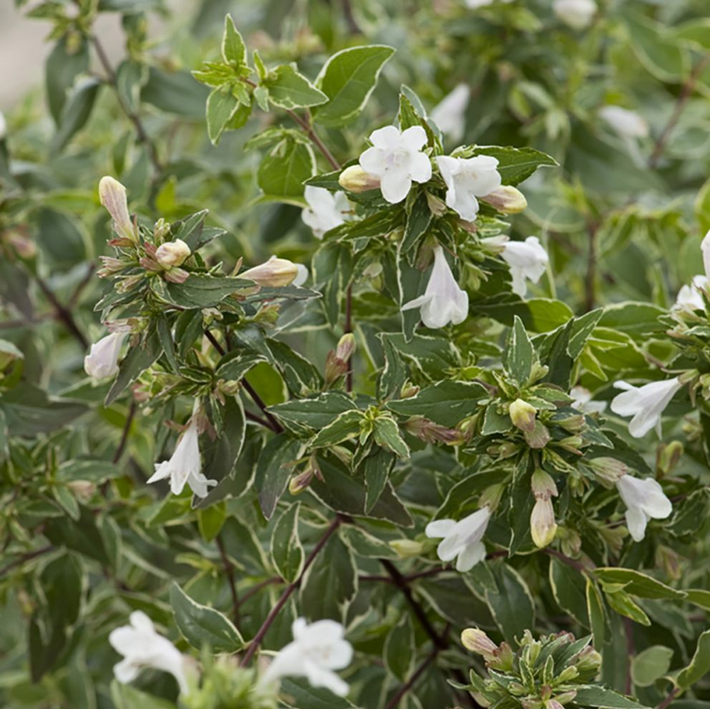 Abelia Lucky Tots (9cm)