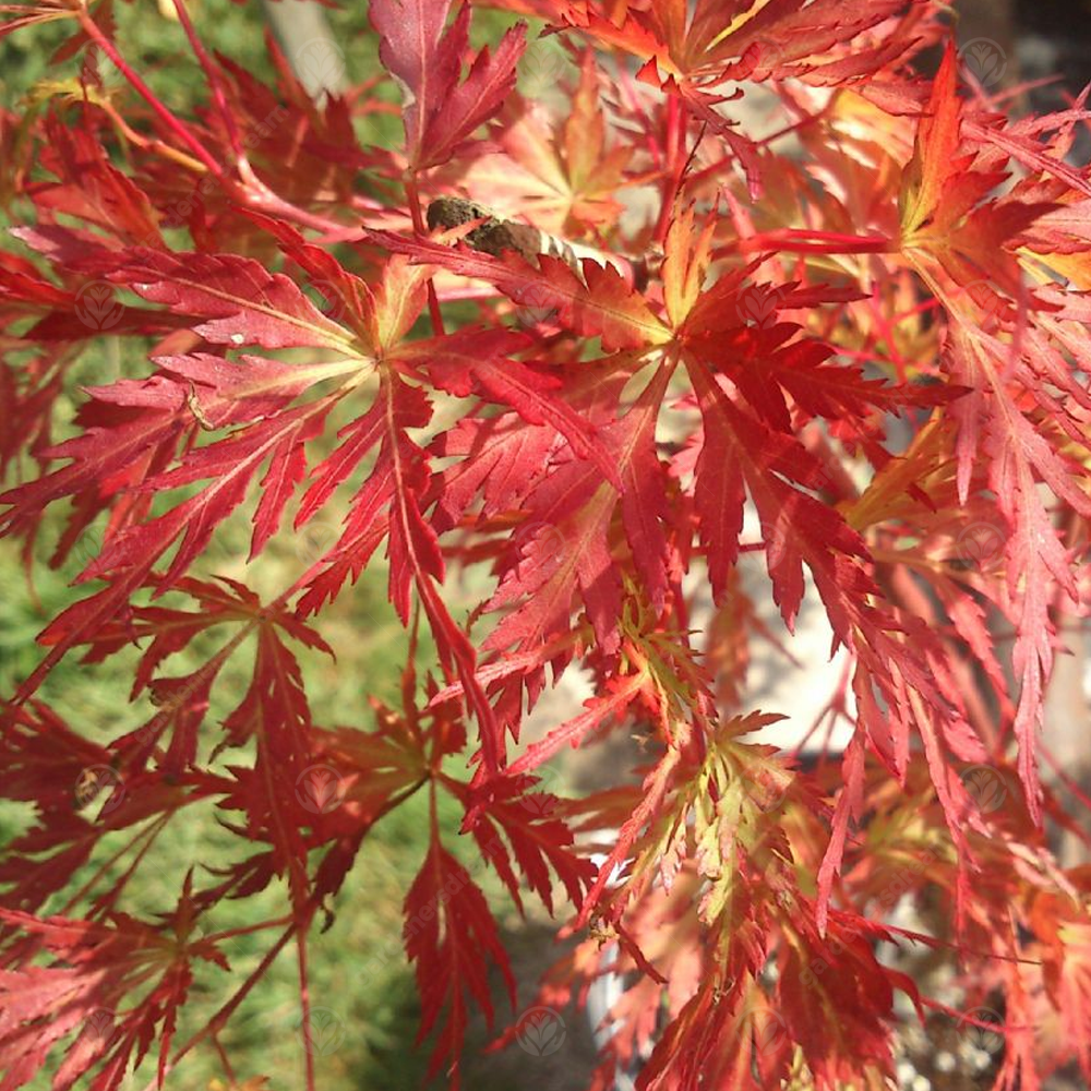 Acer Seiryu (9cm)