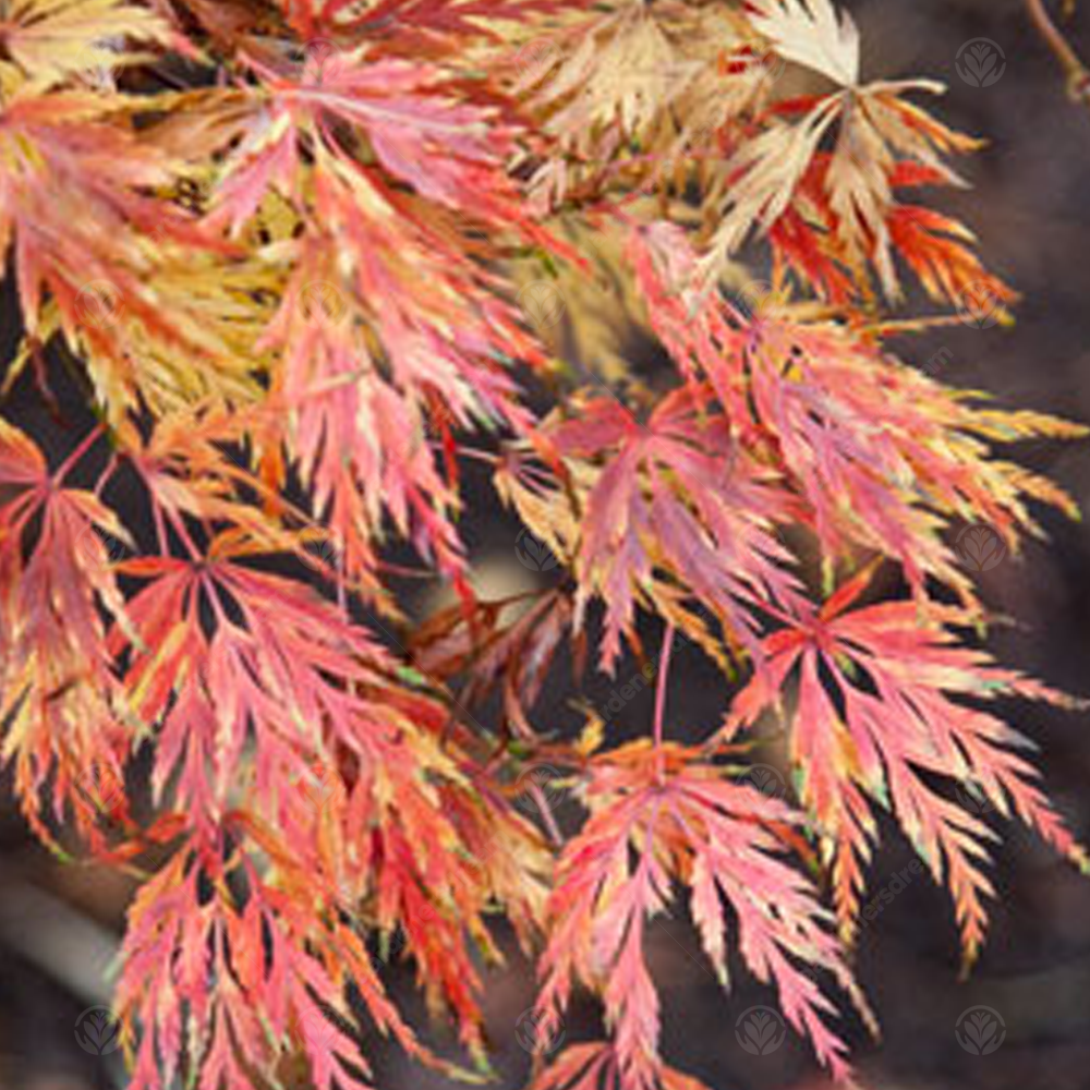 Acer Seiryu (9cm)