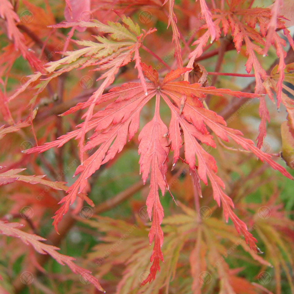 Acer Seiryu (9cm)