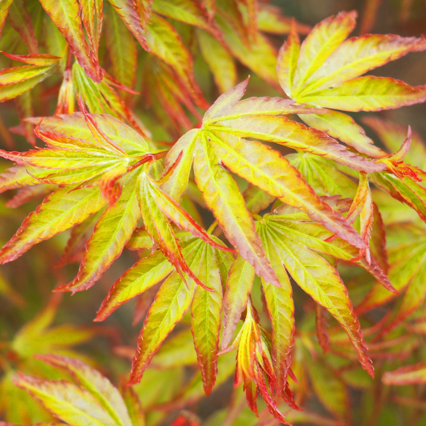 Acer Little Princess (9cm)