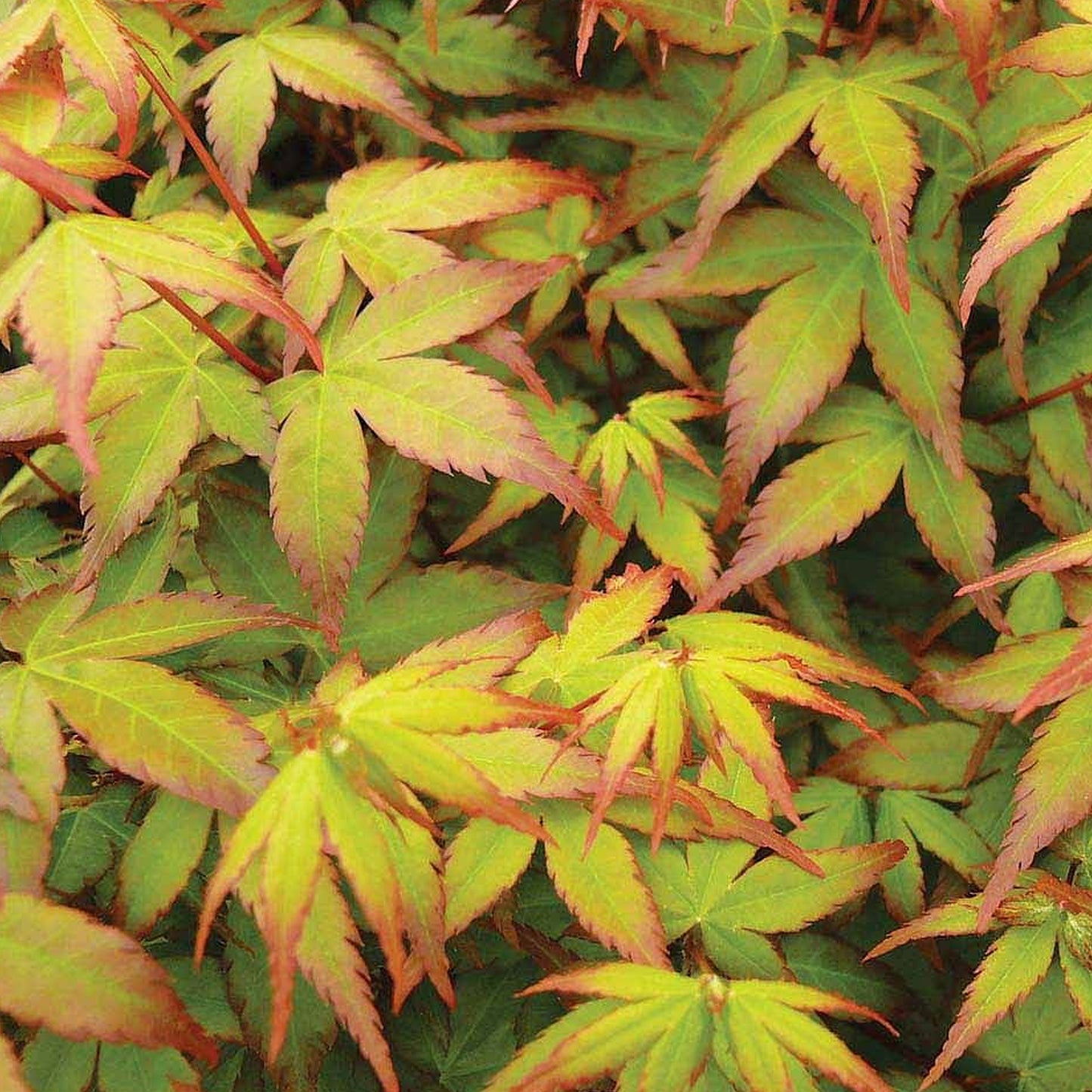Acer Little Princess (9cm)