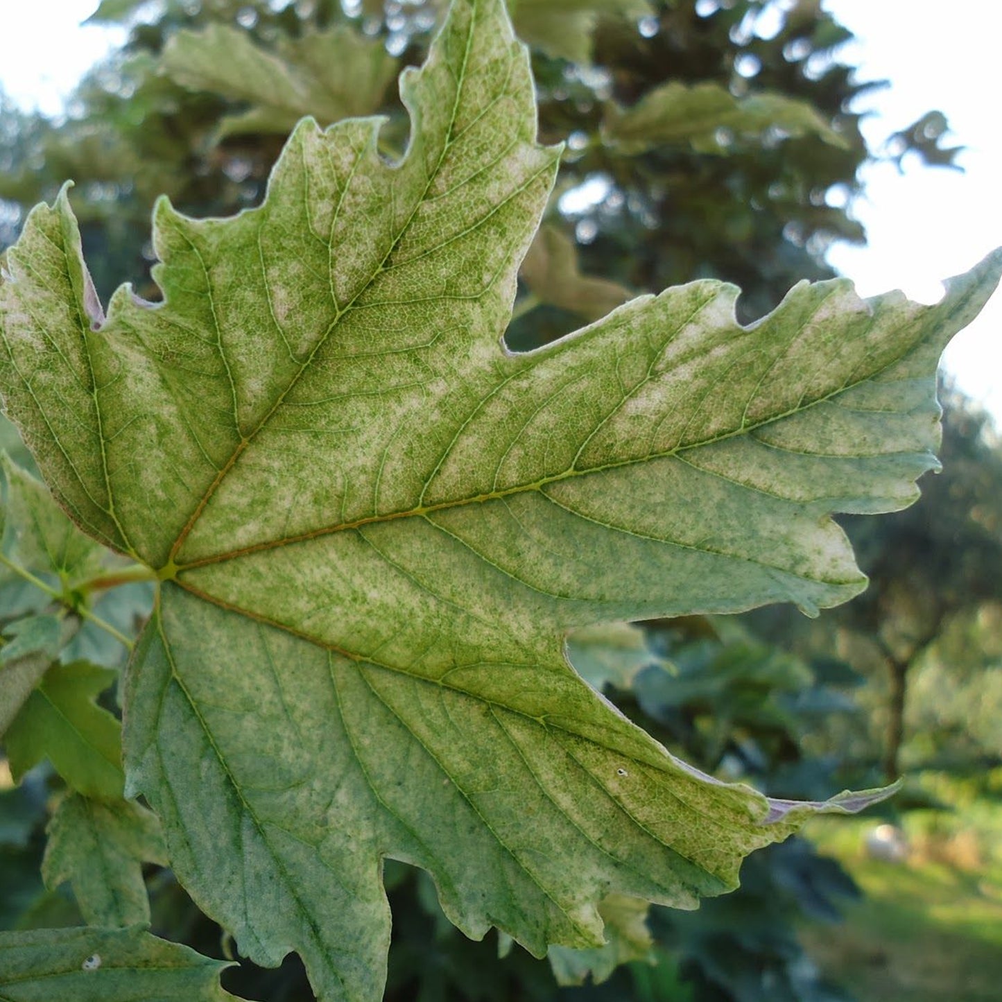 Acer pseudoplatanus 'Prinz Handjery' (10L, 5-6ft)