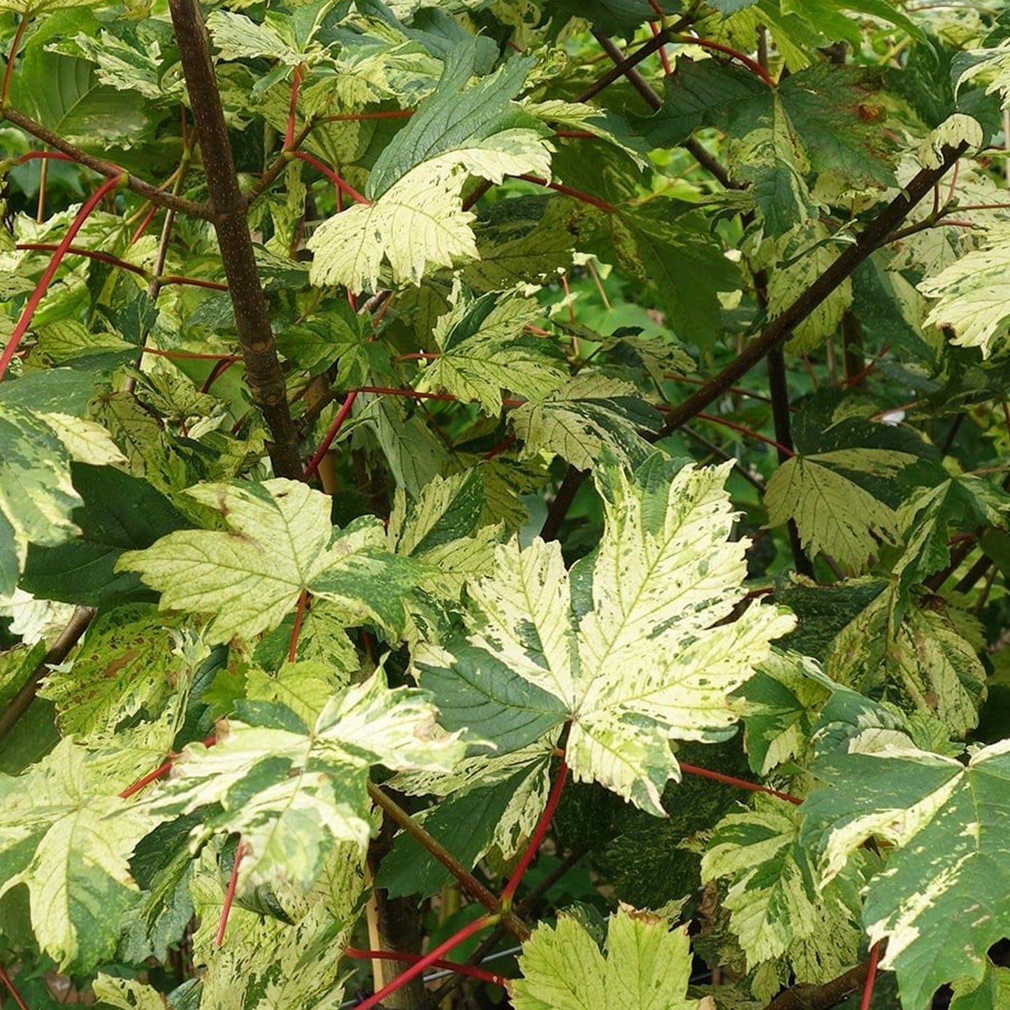 Acer pseudoplatanus 'Prinz Handjery' (10L, 5-6ft)