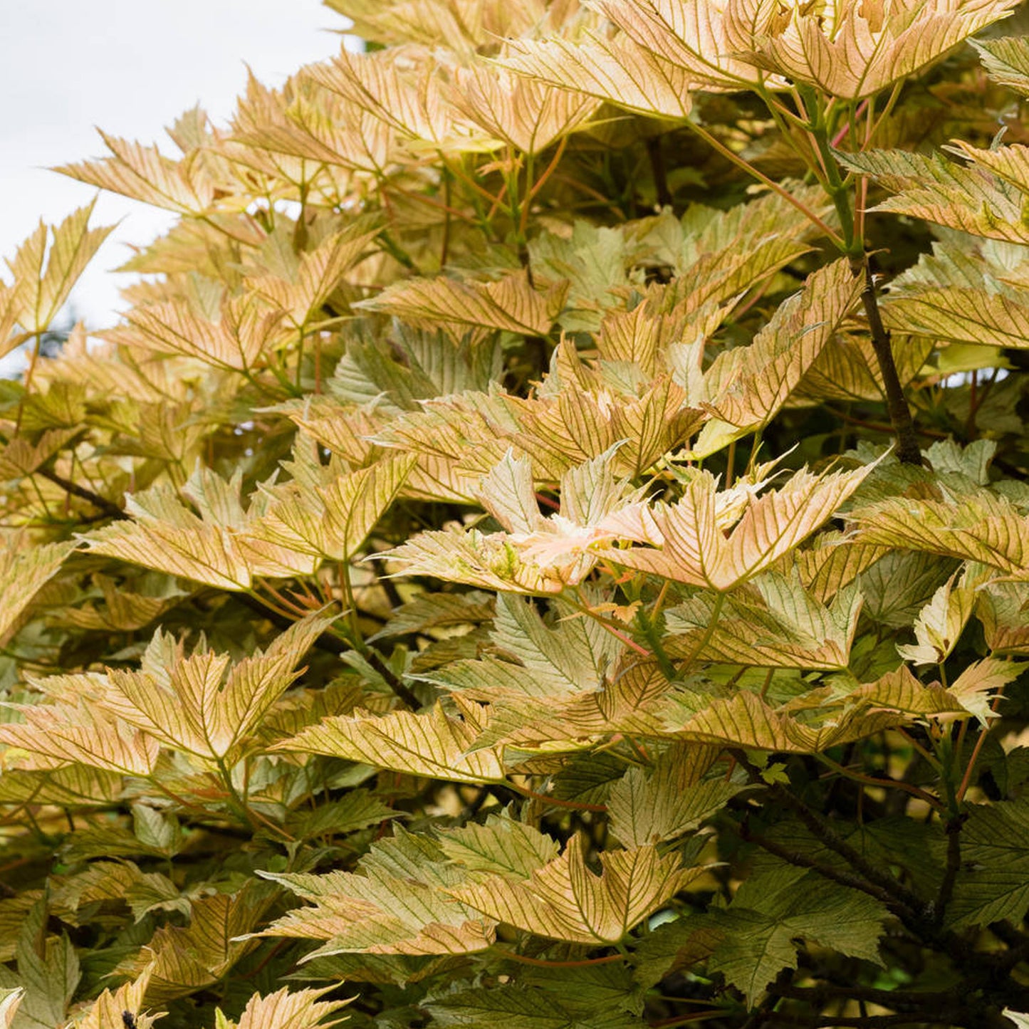 Acer pseudoplatanus 'Prinz Handjery' (10L, 5-6ft)