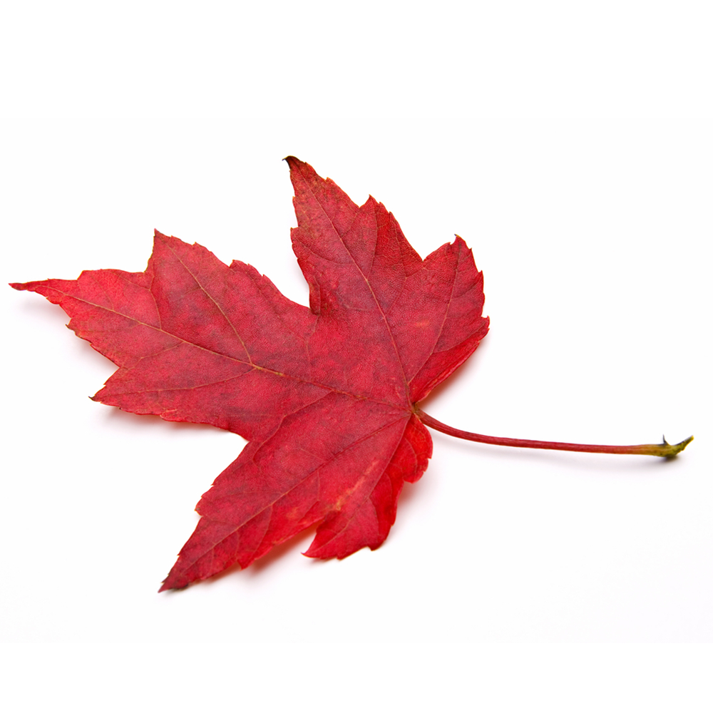 Acer Summer Red Tree (12L, 5-6ft)