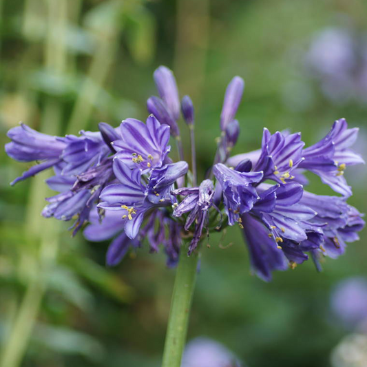 Agapanthus Black Pantha (9cm)