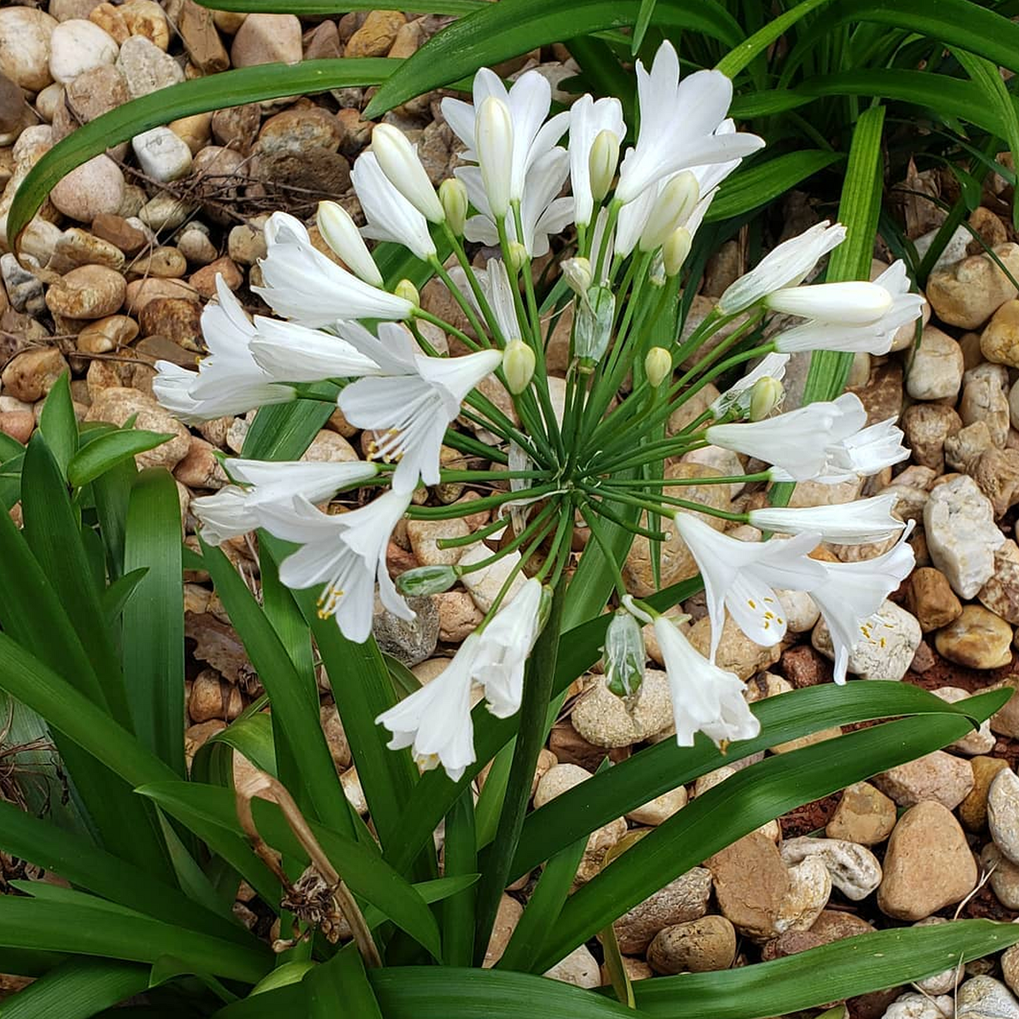 Agapanthus Mi Casa (9cm)