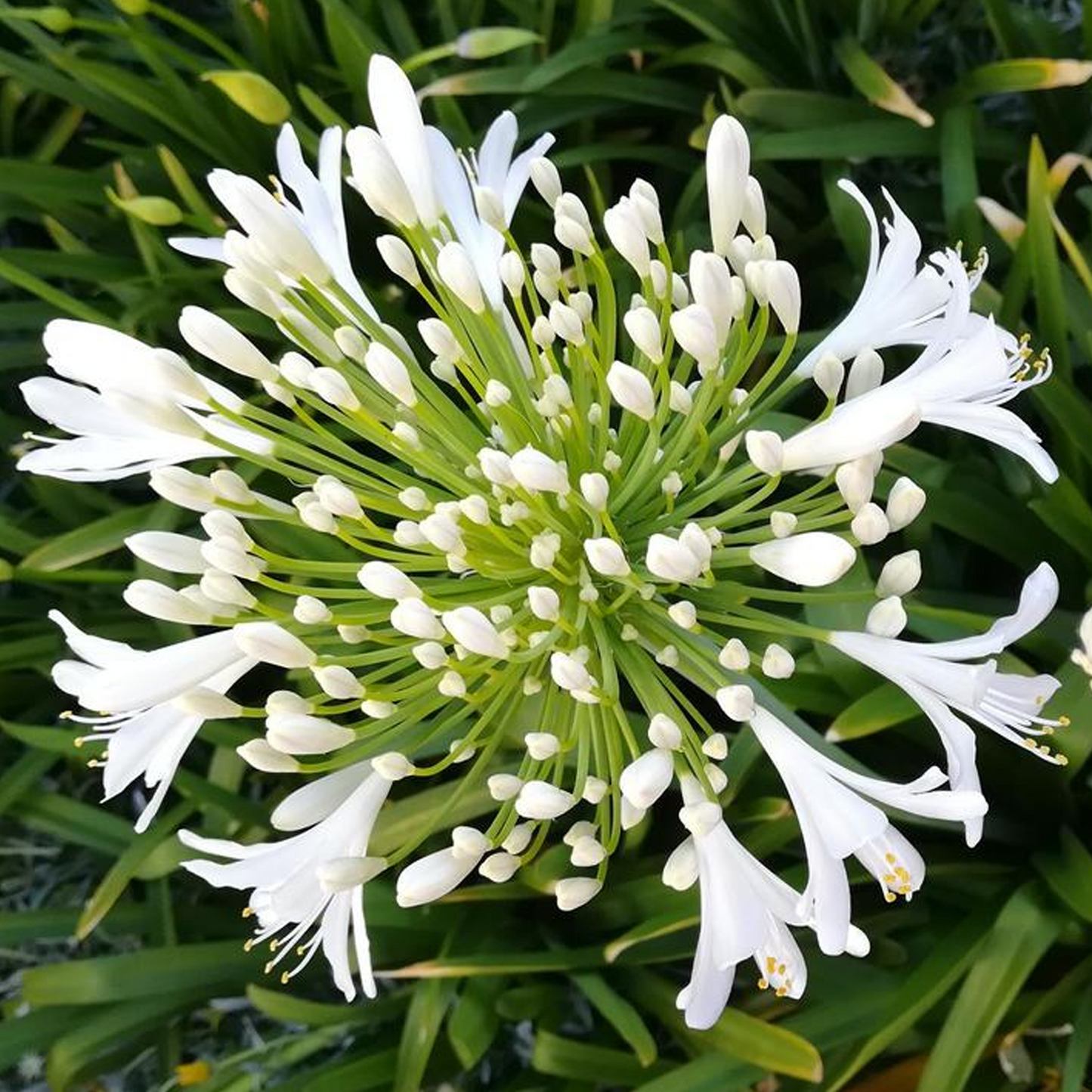 Agapanthus Mi Casa (9cm)