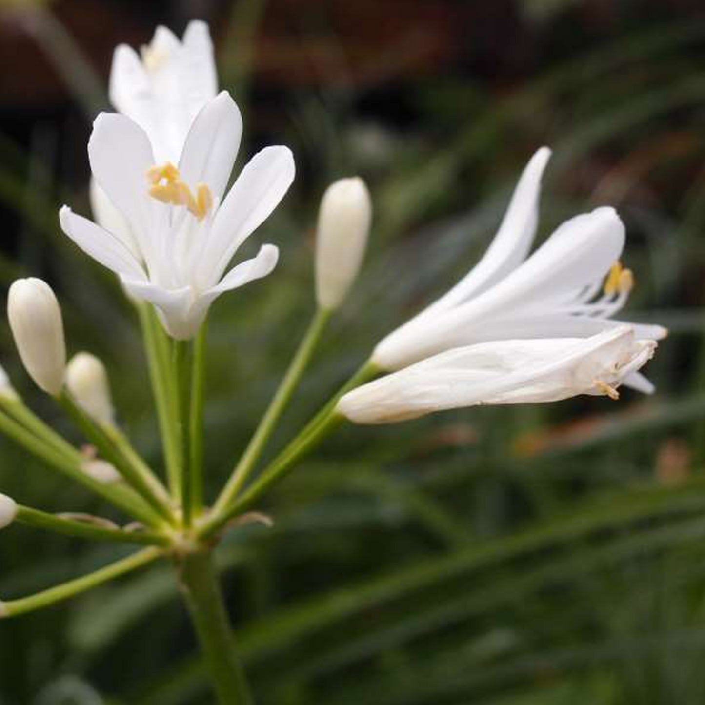 Agapanthus Mi Casa (9cm)