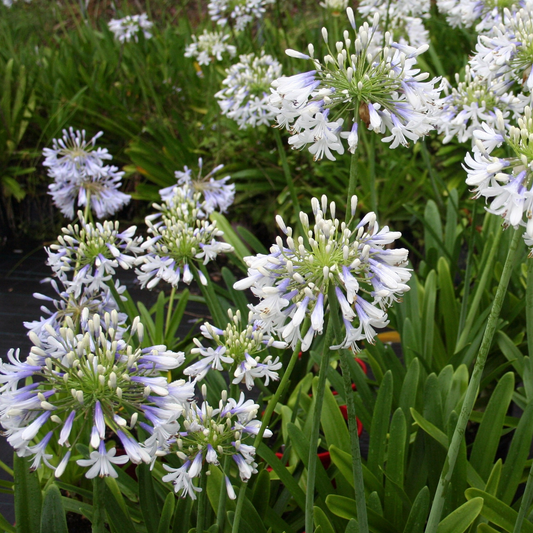Agapanthus Queen Mum (9cm)