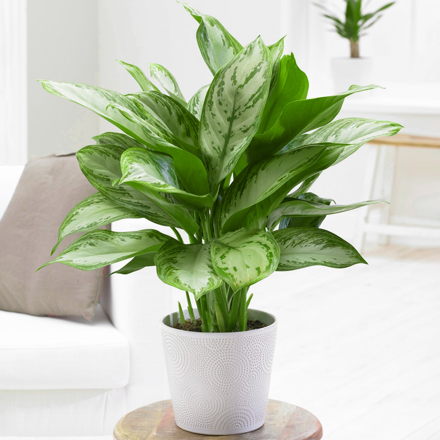 Aglaonema Maria Christina (12cm) V1