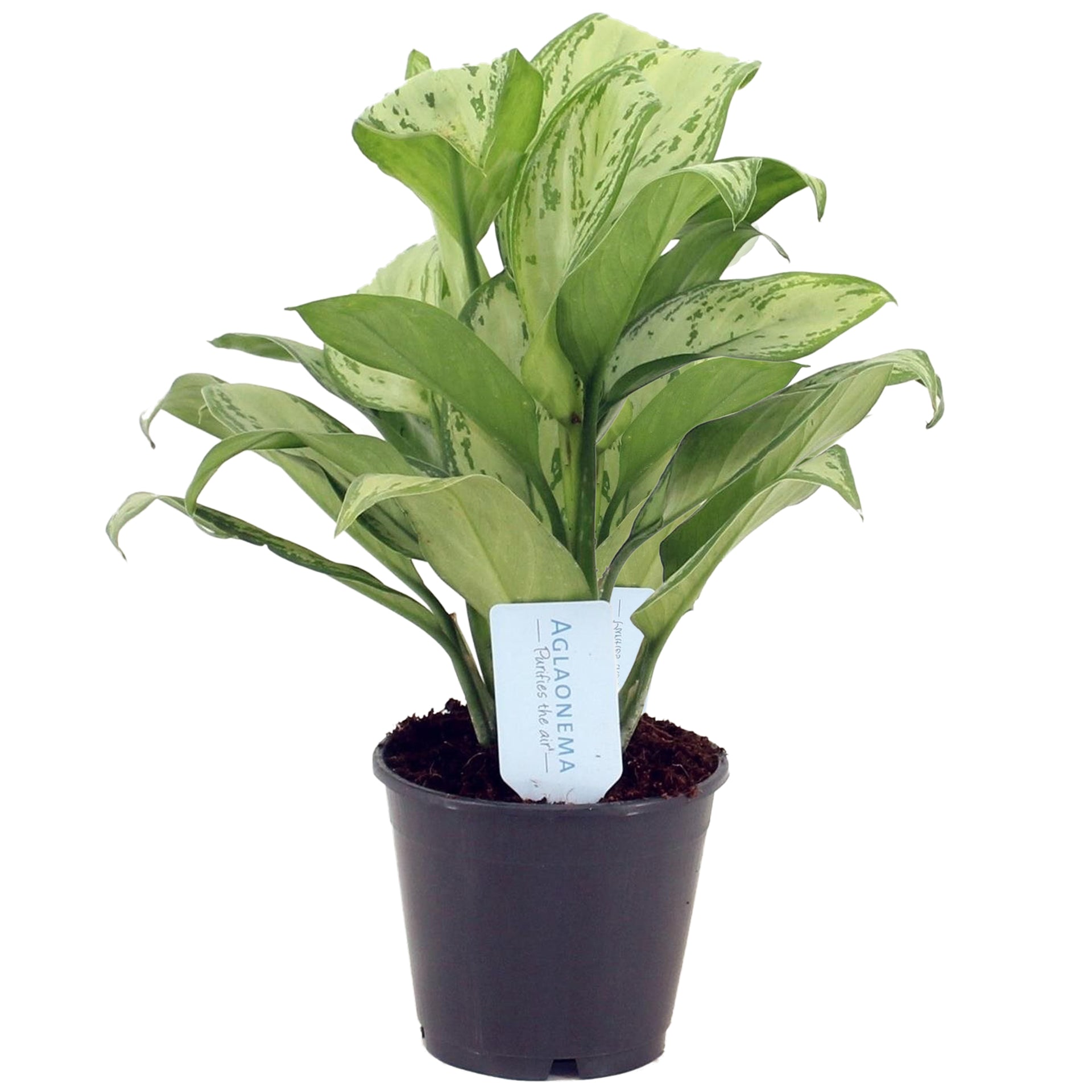aglaonema maria christina pflege Aglaonema Maria Christina – 247plants