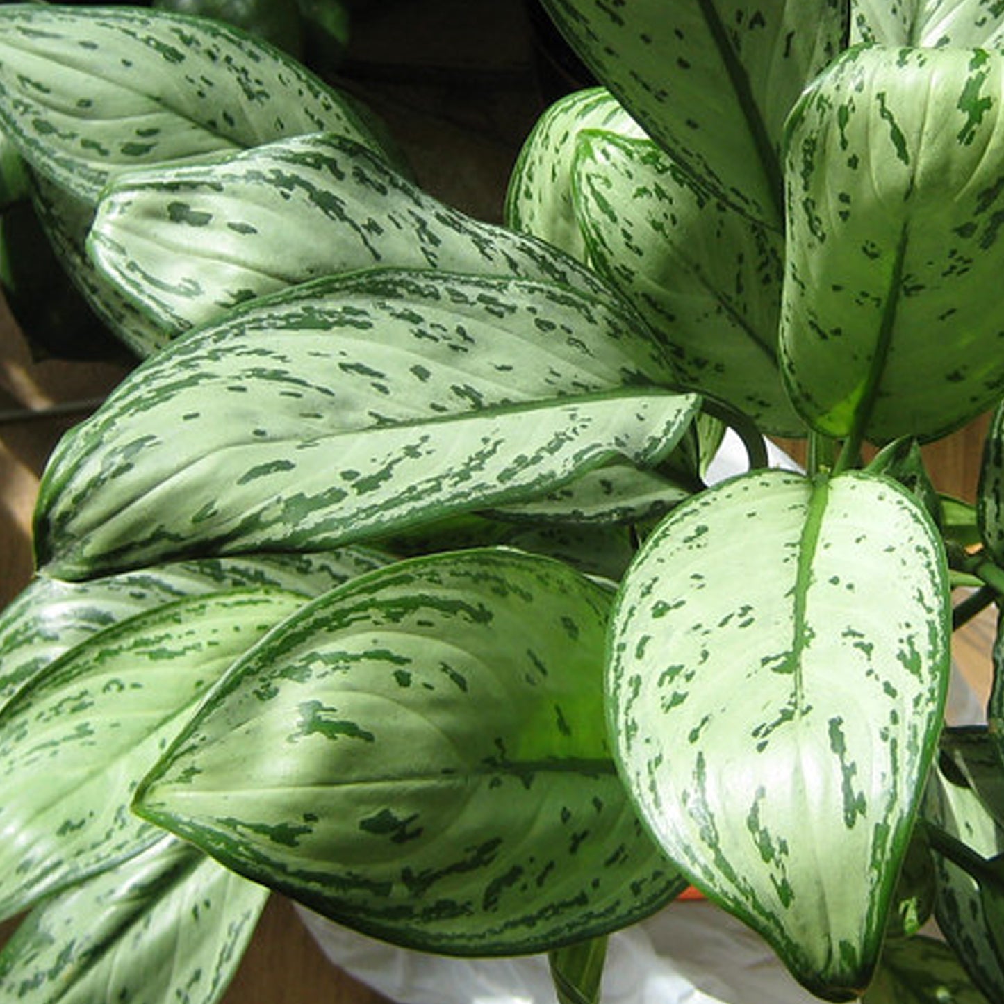 Aglaonema Maria Christina