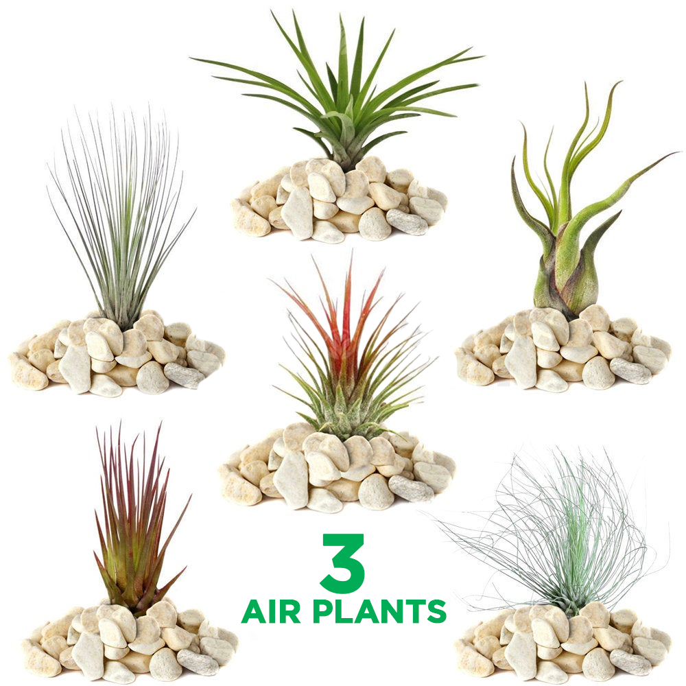 Tillandsia Mix (3 plants)