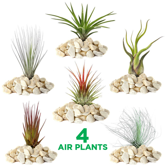 Tillandsia Mix (4 plants)