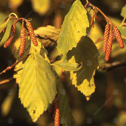 Alnus Aurea Tree (12L, 5-6ft)