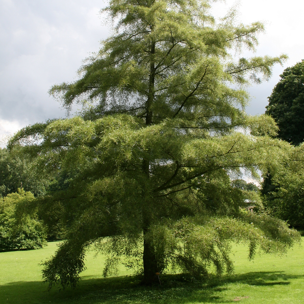 Alnus Imperialis Tree (12L, 5-6ft)