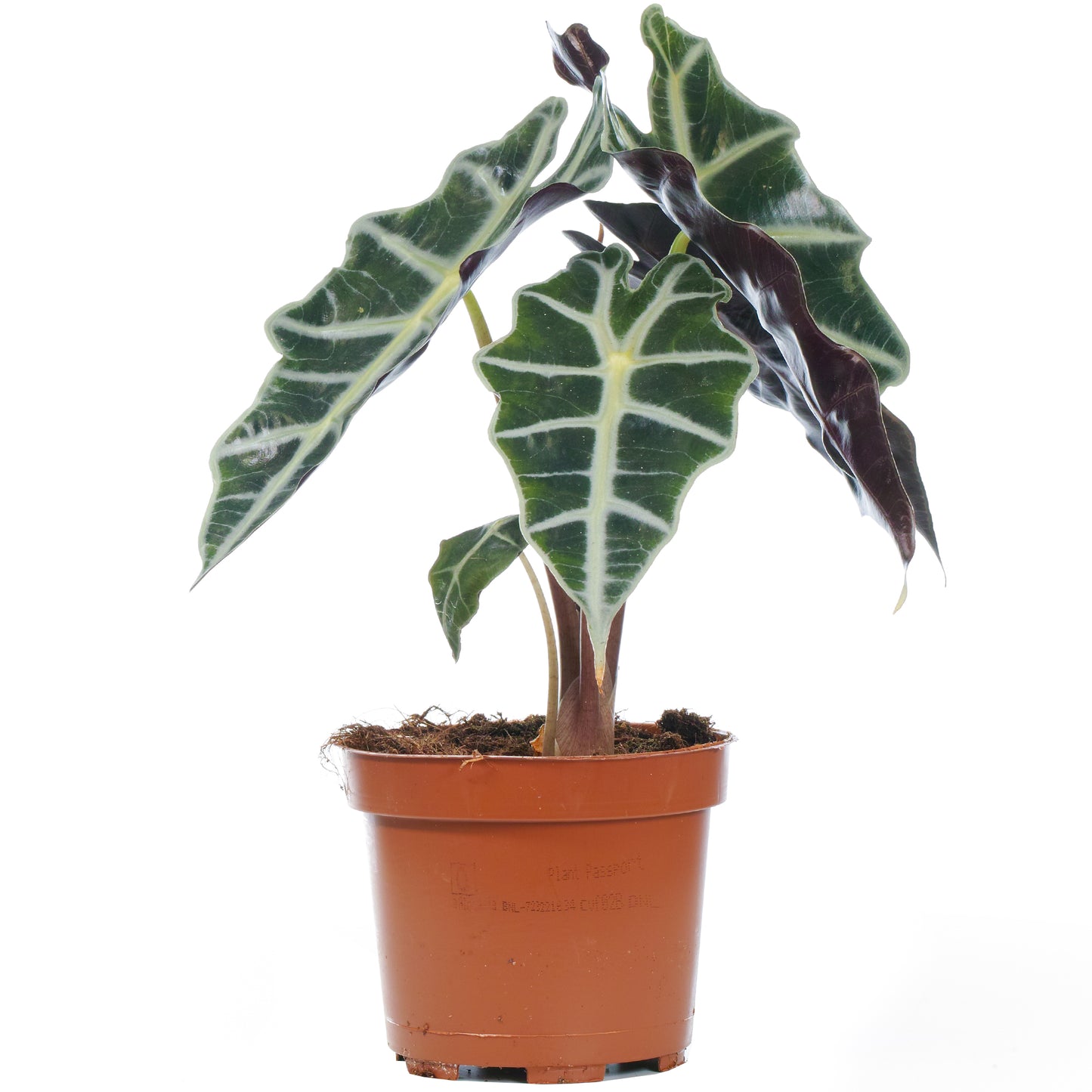 Alocasia Polly (12cm) V2